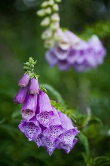 Purple Foxglove or Lady's Glove (Digitalis purpurea)