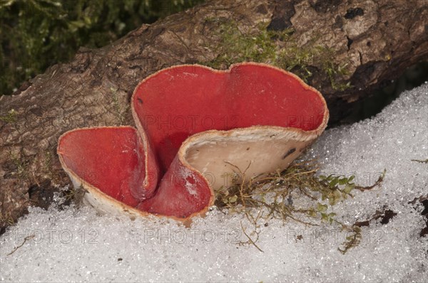 Scarlet Elf Cup (Sarcoscypha coccinea)