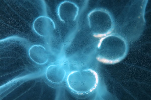 Moon Jellyfish