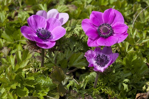 Poppy Anemone or Spanish Marigold (Anemone coronaria)
