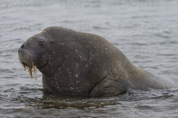 Walrus (Odobenus rosmarus)
