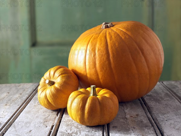 Fresh orange mini pumpkins and big pumpkins