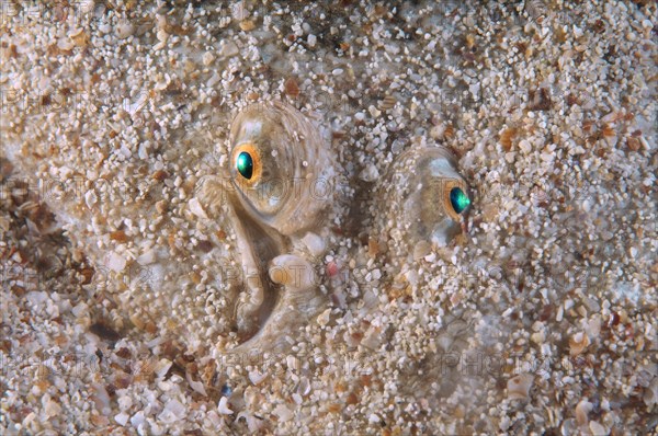 Snouted Sole (Solea lascaris nasuta