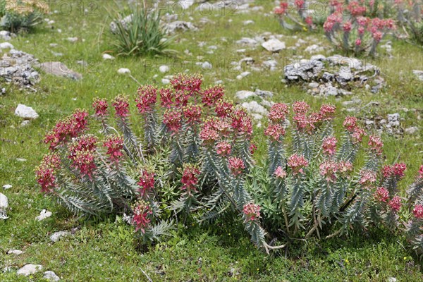 Flowering Myrtle Spurge (Euphorbia myrsinites)