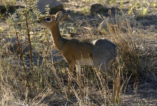 Kirk's Dik-dik (Madoqua kirkii)