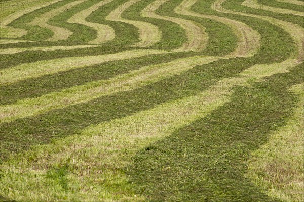 Hayfield raked in geometric patterns