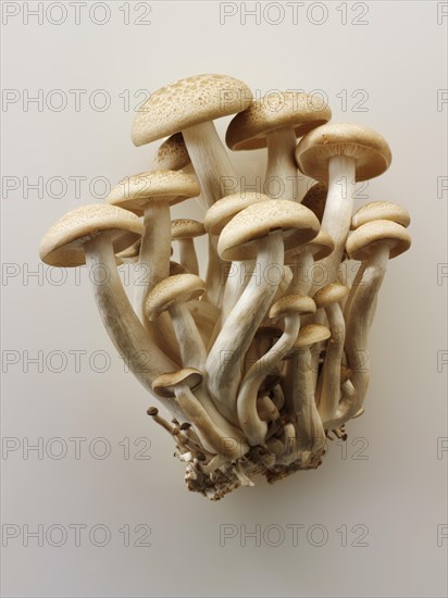Organic Hon-Shimeji mushrooms (Lyophyllum shimeji)
