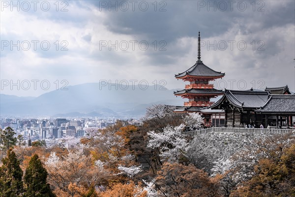 Pagoda and Zuigudo-Hall of the Kiyomizu-dera Temple to Cherry Blossom