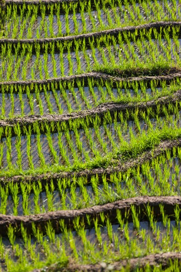 Rice fields