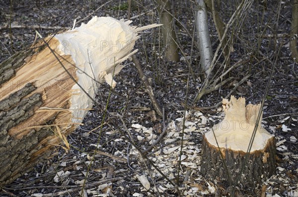 Tree trunk felled by a beaver in a riverside forest