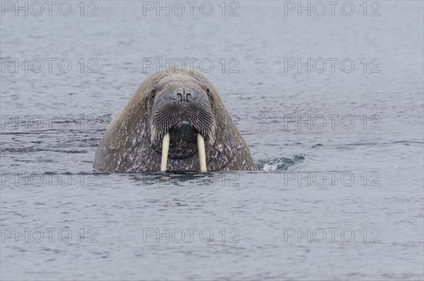 Walrus (Odobenus rosmarus)