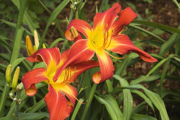 Red and yellow daylilies (Hemerocallis)