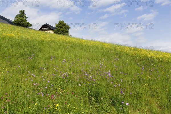 Flower meadow