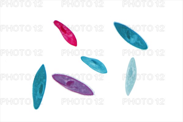 Paramecium (Paramecium)