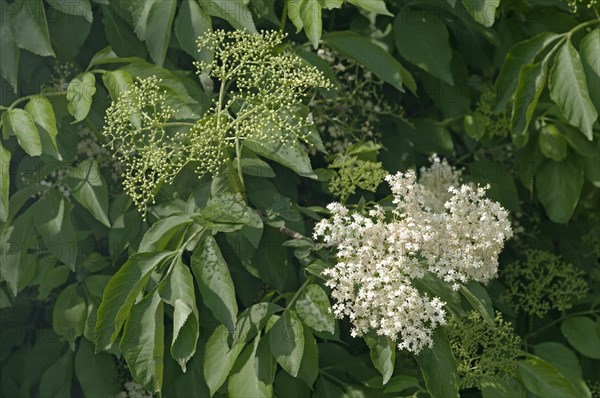 Inflorescence of Black Elder or Elderberry (Sambucus nigra)