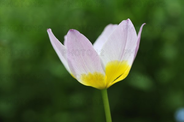 Cretan tulip (Tulipa saxatilis)