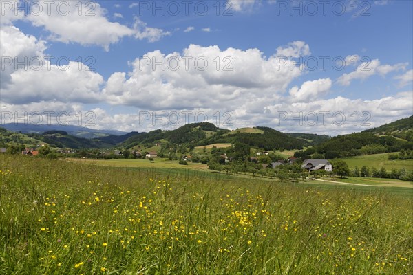 Spring meadow