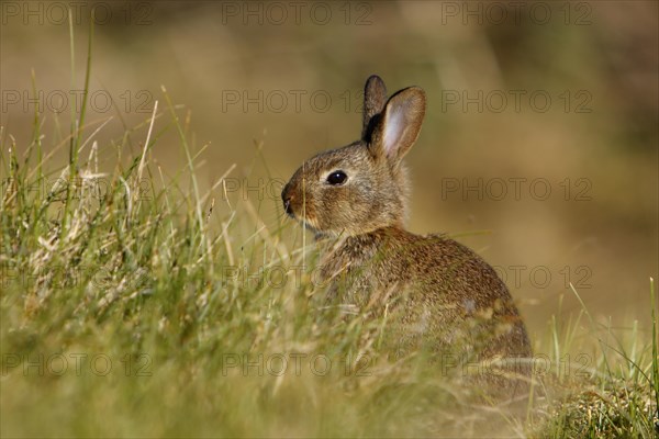 Feral Domestic Rabbit (Oryctolagus cuniculus forma domestica)