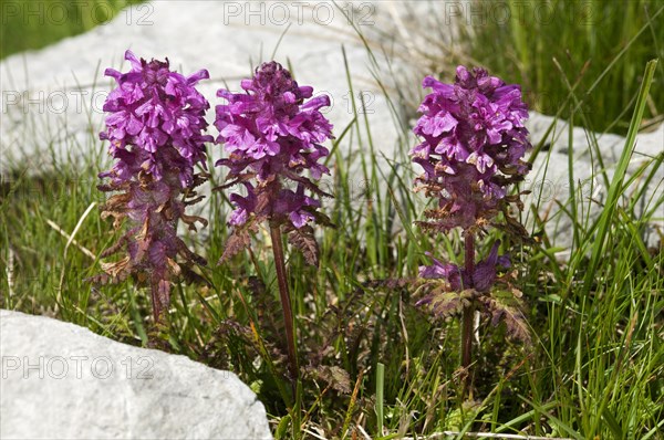 Verticillate lousewort (Pedicularis verticillata)