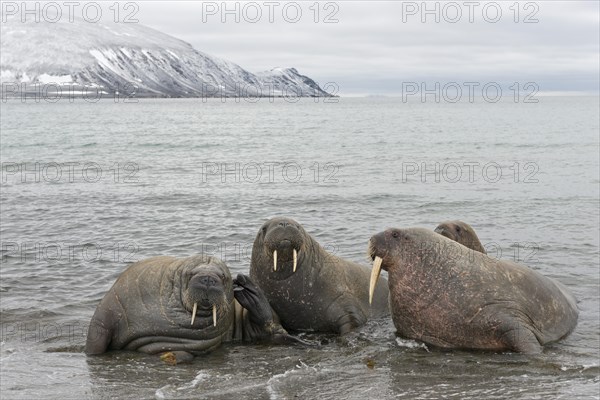 Pod of Walruses (Odobenus rosmarus) on a beach