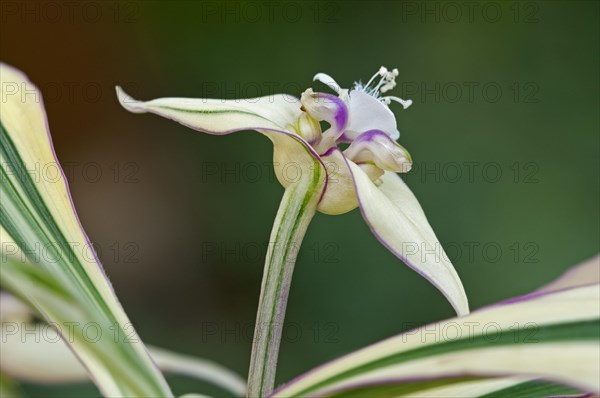 Flowering Mexican Flag (Campelia Zanonia or Tradescantia Zanonia)