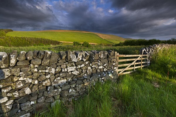 Pasture with a natural stone wall
