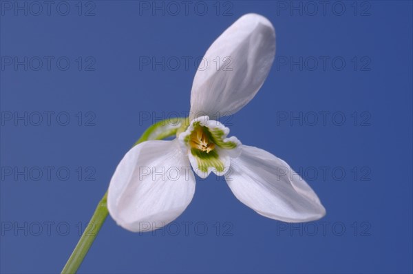 Giant Snowdrop (Galanthus elwesii)