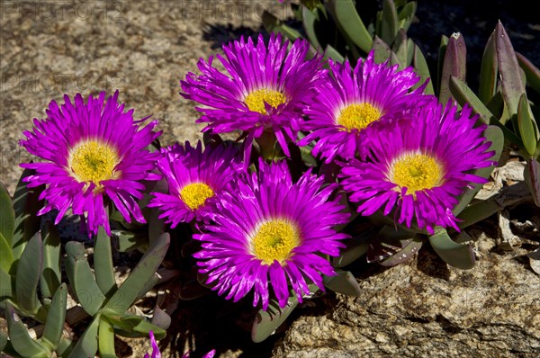 Sweet Hottentots Fig (Carpobrotus deliciosus)