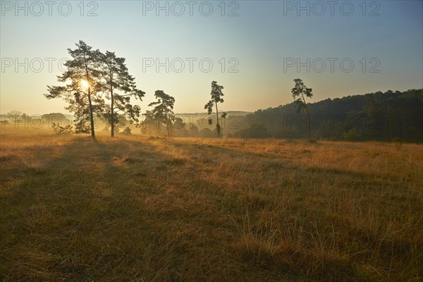 Rural morning mood in the late summer early morning fog