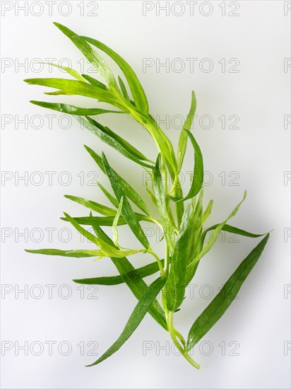 Fresh tarragon leaves