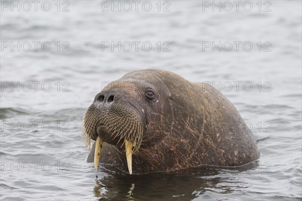 Walrus (Odobenus rosmarus)