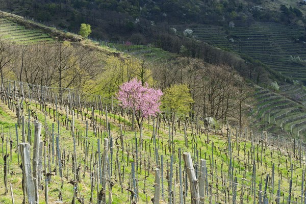 Blossoming peach tree (Prunus persica) in a vineyard