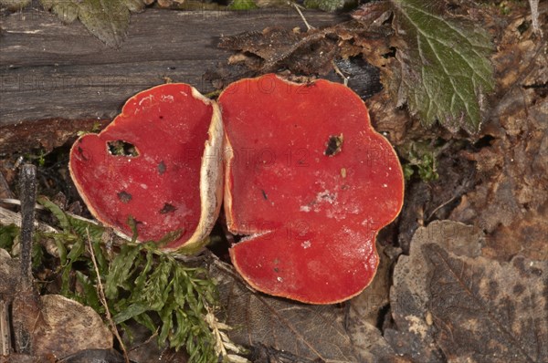 Scarlet Elf Cup (Sarcoscypha coccinea)