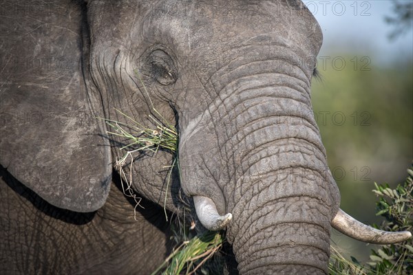 African elephant (Loxodonta africana) feeds on grass