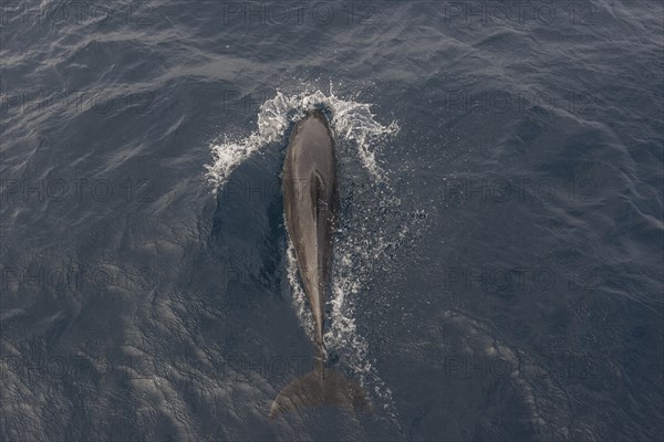 Common Bottlenose Dolphin (Tursiops truncatus)