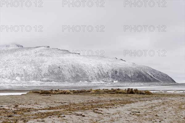 Large pod of Walruses (Odobenus rosmarus)