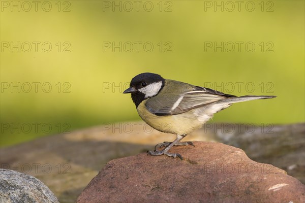 Great Tit (Parus major)