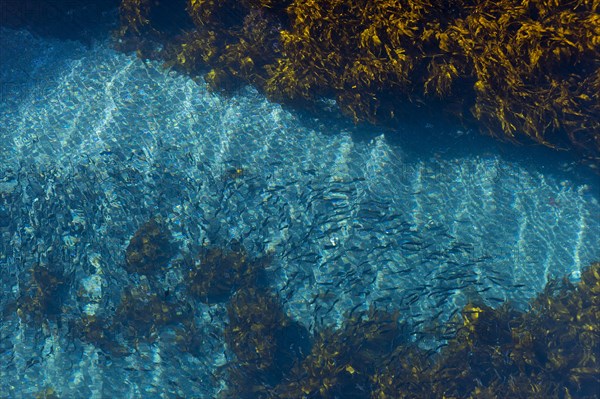 Shoal of fish in the blue sea