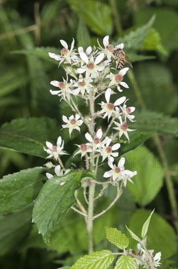 Blackberry (Rubus fruticosus)