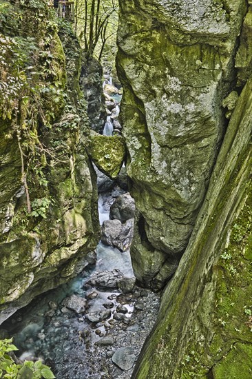Bear's Head