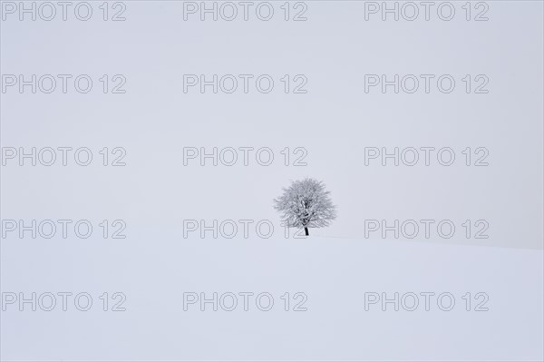 Solitary fruit tree in snow-covered landscape