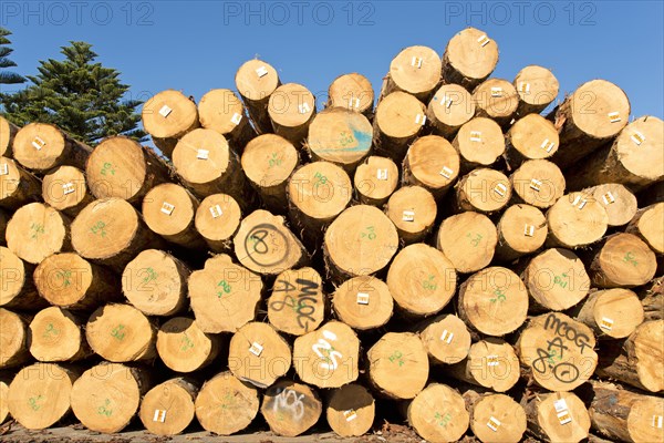 Pile of logs in a wood factory