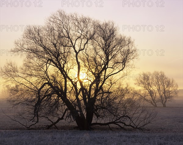 Willow tree (Salix sp.) at sunrise