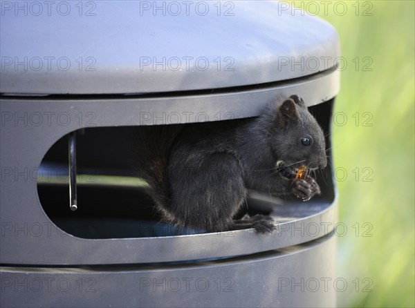 Squirrel (Sciurus vulgaris)