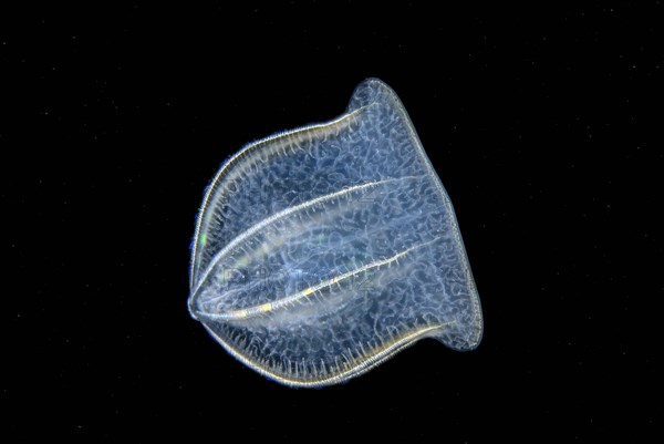 Comb Jelly (Beroe ovata)