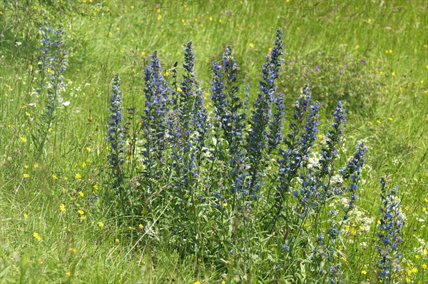Flowering batch of Viper's Bugloss or Blueweed (Echium vulgare)