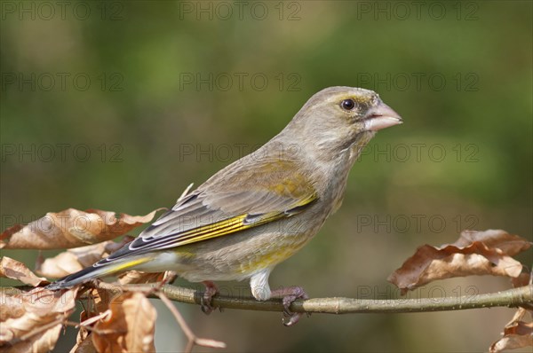 European Greenfinch or Greenfinch (Carduelis chloris)