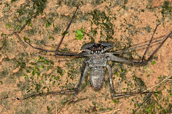 Whip spider (Heterophrynus elaphus)