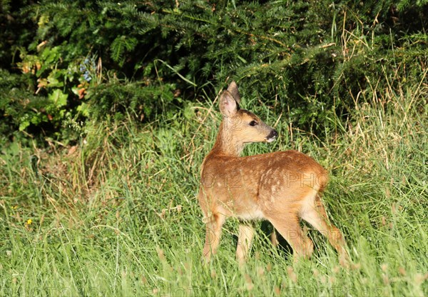Roe Deer (Capreolus capreolus)