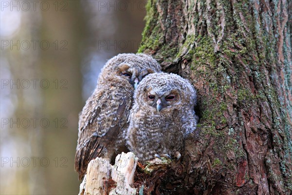 Young Tawny Owls or Brown Owls (Strix aluco) perched in front of a tree hollow